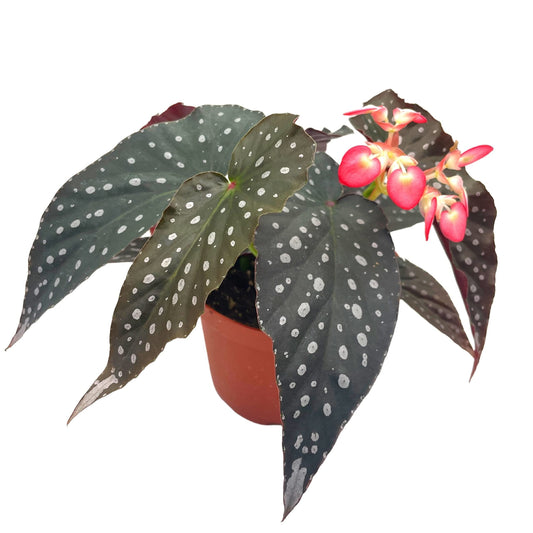 Angel Wings Polka Dot Begonia Live Plants in 6" Plastic Pots