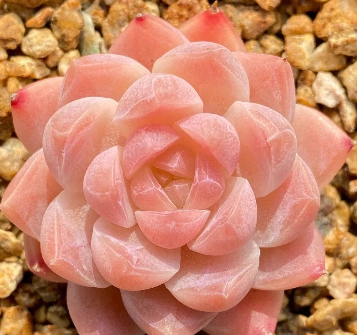 Extremely Rare Succulent Seeds, Echeveria Japanese White Peach Sp, 10 Seeds [SEEDS ONLY]