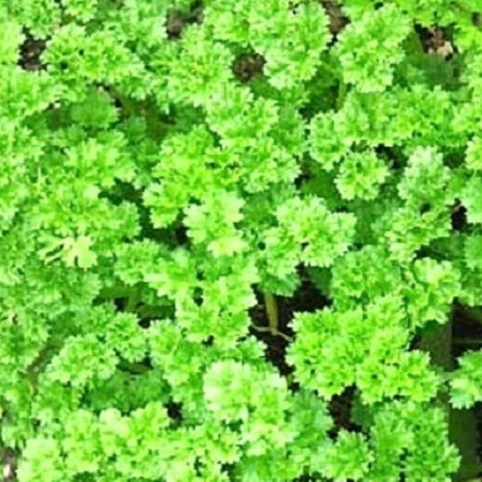 Triple Curled Parsley Seeds | Heirloom Parsley Seeds | NON-GMO Garden Seeds