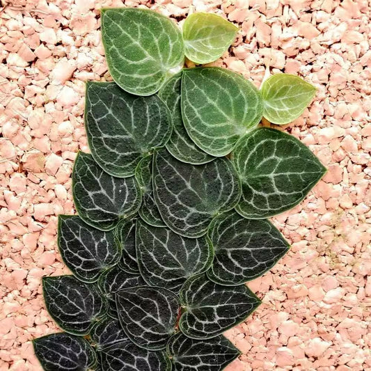 Rhaphidophora Cryptantha Shingle Plant-Live Plant in a 4 In. Pot-Rhaphidophora Cryptantha-Houseplant