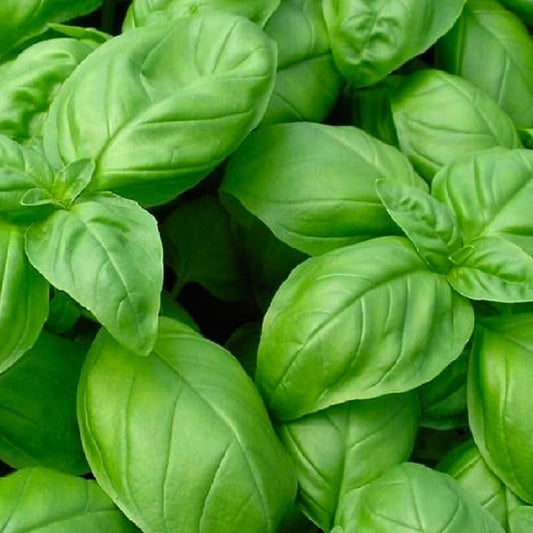Premium Non-GMO Genovese Basil Seeds | Fresh Heirloom Garden Starter Pack