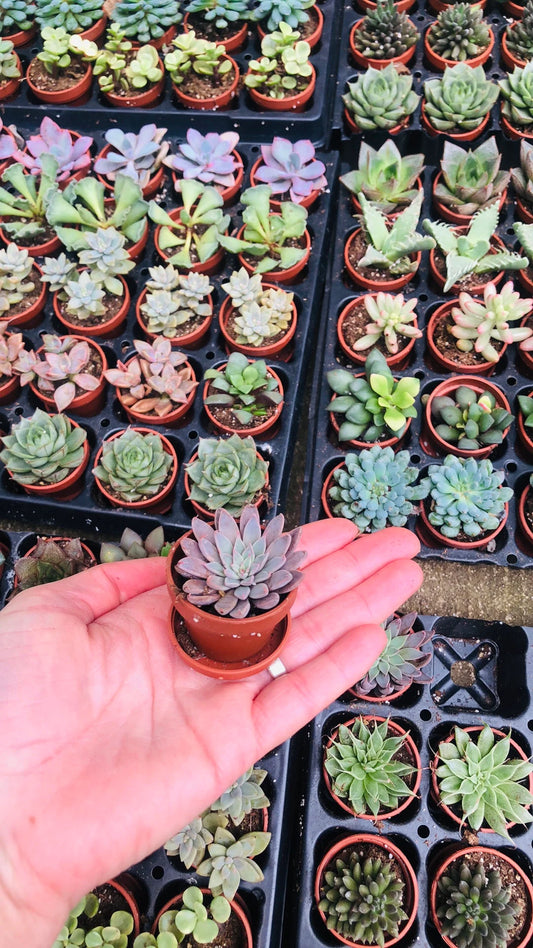 Mini Succulent Collection: 4 Live Plants, Fairy Garden Terrarium Favors