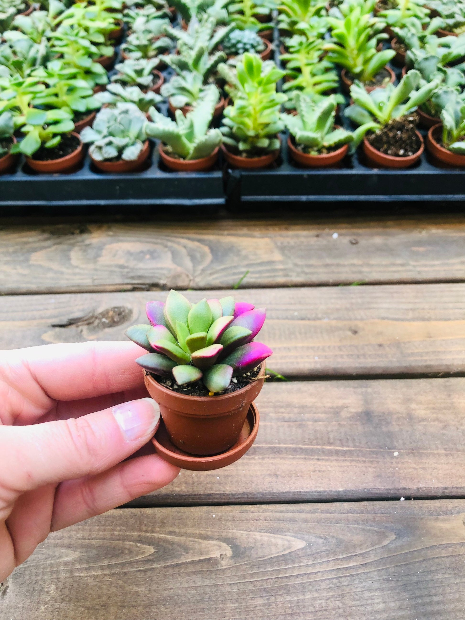 Mini Succulent Collection: 4 Live Plants, Fairy Garden Terrarium Favors