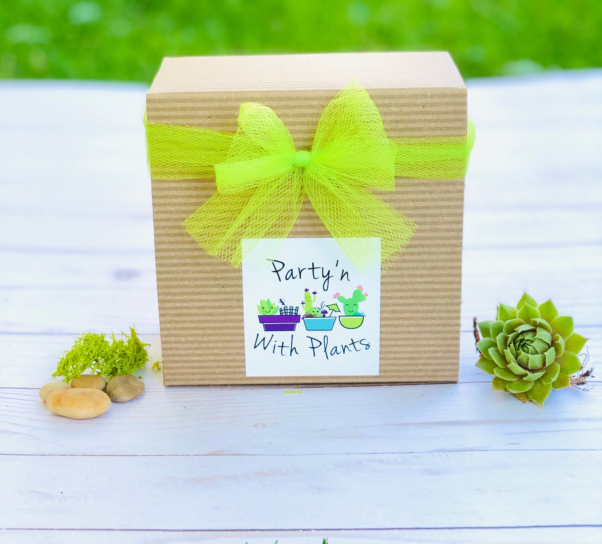 Mini Succulent Collection: 4 Live Plants, Fairy Garden Terrarium Favors