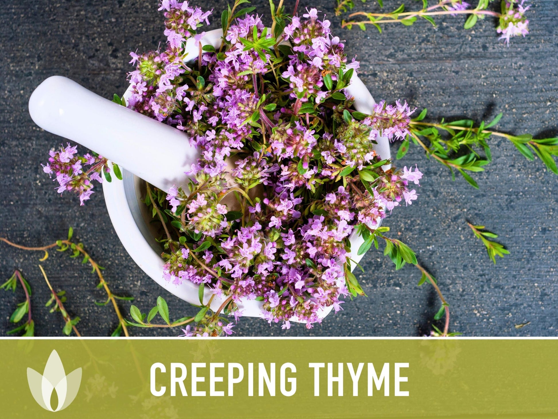 Creeping Thyme Seeds - Heirloom Seeds, Thymus Serpyllum, Culinary Herb Seeds, Ground Cover Seeds, Open Pollinated, Non-Gmo