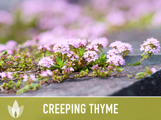 Creeping Thyme Seeds - Heirloom Seeds, Thymus Serpyllum, Culinary Herb Seeds, Ground Cover Seeds, Open Pollinated, Non-Gmo